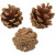 Pine Cone, D: 40 mm, approx. 16 pc, 200 g [HOB-502260]