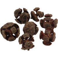 Cypresss Cone, D: 20 mm, approx. 40 pc, 110 g [HOB-502350]